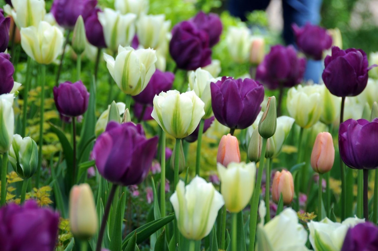 Тюльпаны фиолетовые в саду