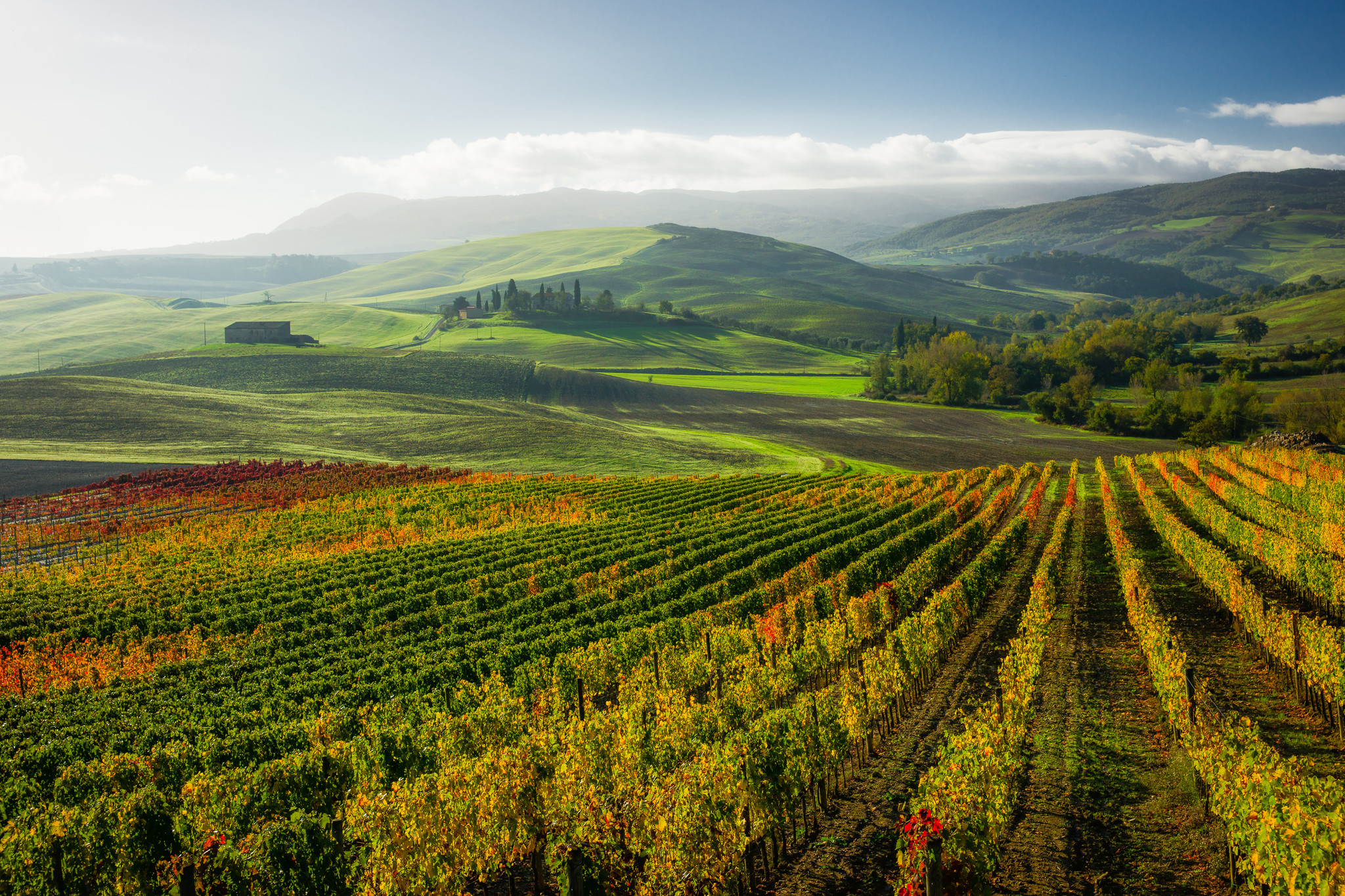 Италия пейзаж виноградники Тоскана