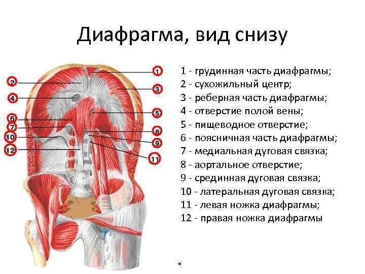 Где находится диафрагма у человека фото симптомы и лечение