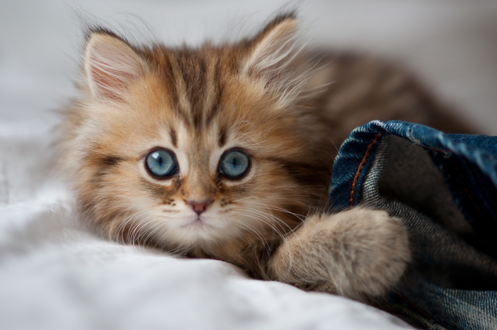 Голубоглазый котенок Дейзи