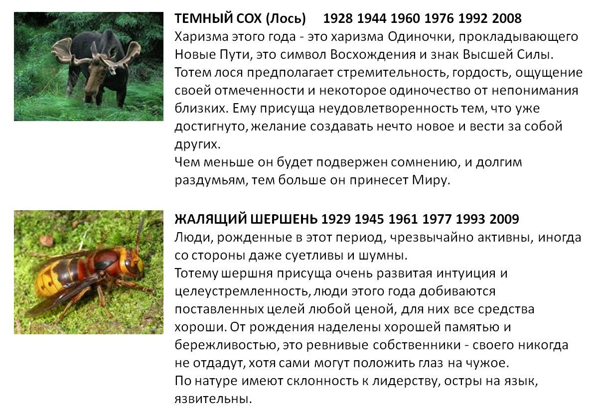 Русский Гороскоп Животных