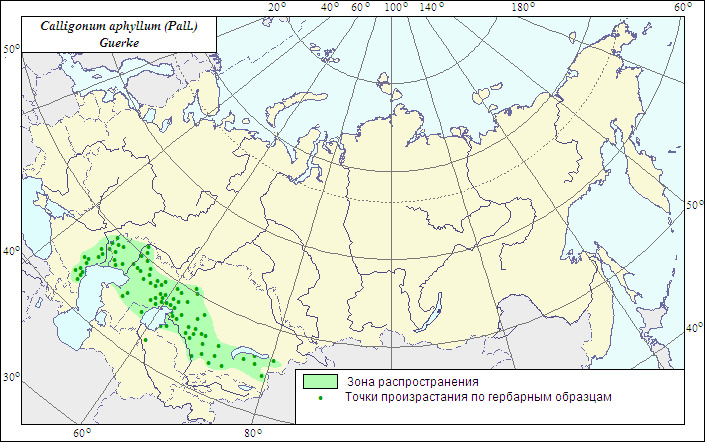 Где нет берез в россии карта