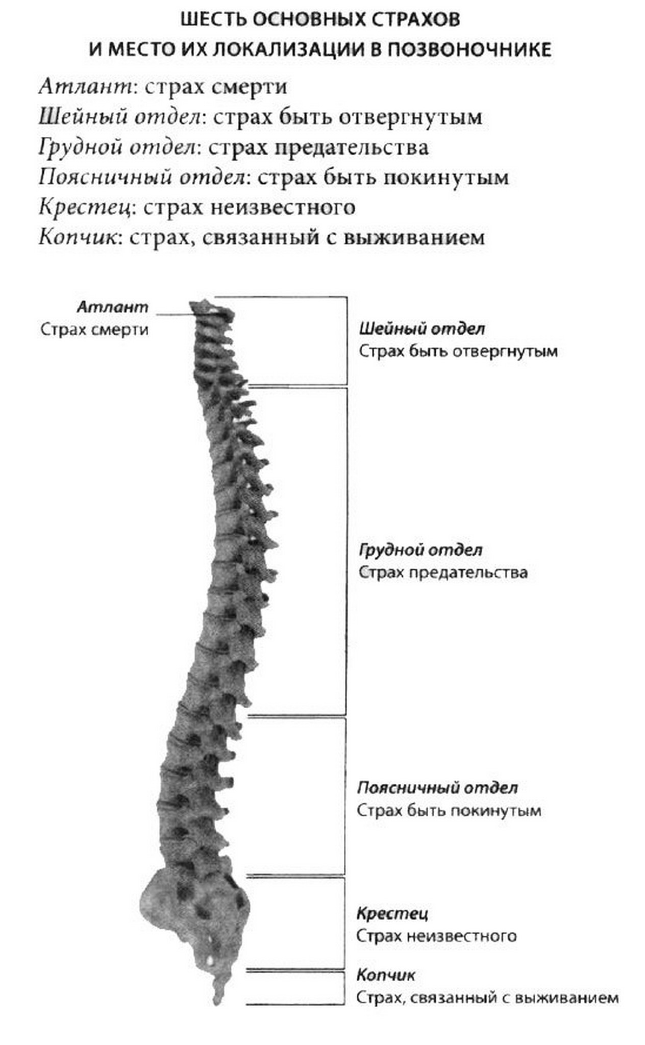 Строение грудного отдела позвоночника