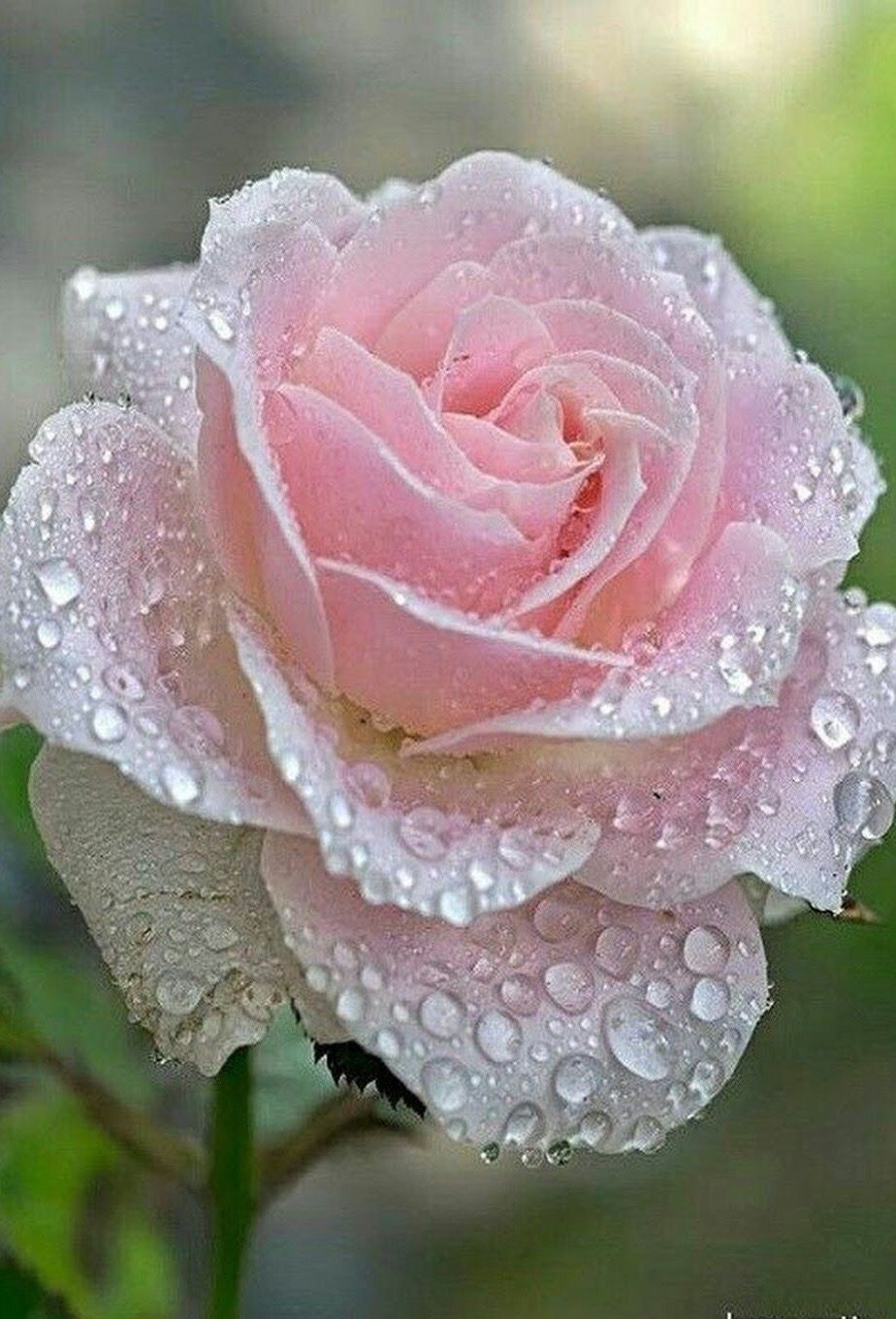 Розовые розы с росой