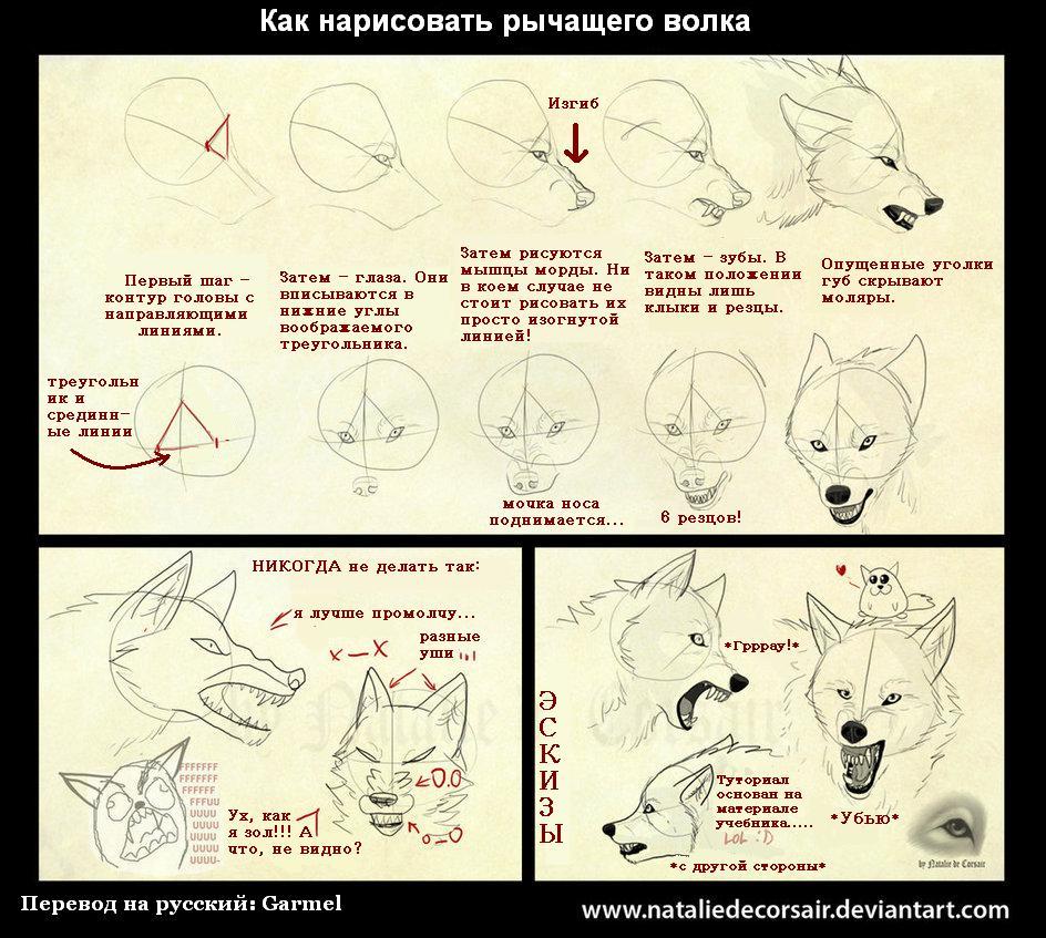 Голова волка туториал