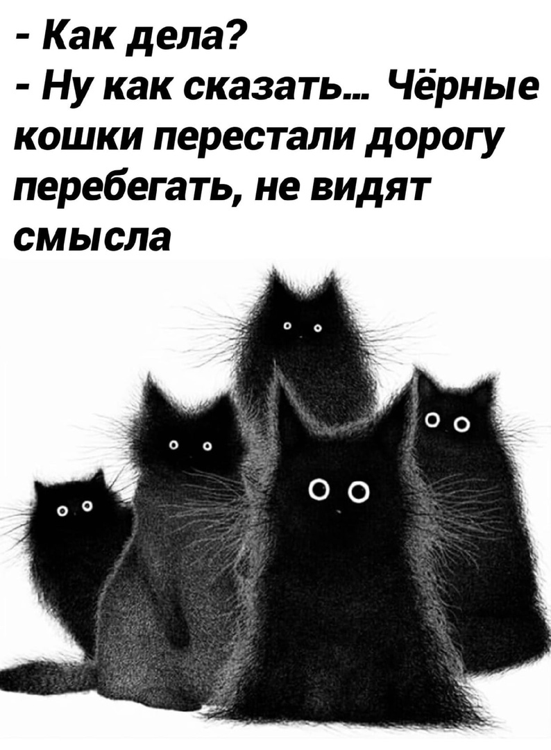 Черный кот рисунки прикольные