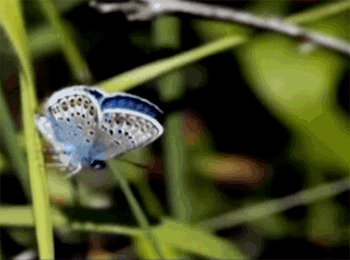 http://my.mail.ru/community/lepidoptera/434BFC50AD2AA913.html