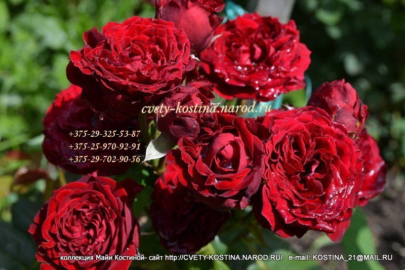Роза джиральдо фото и описание