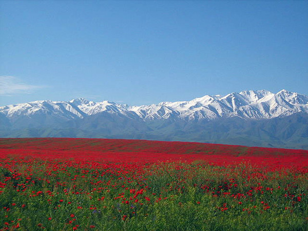 Заповедник в Тянь Шаня в Казахстане