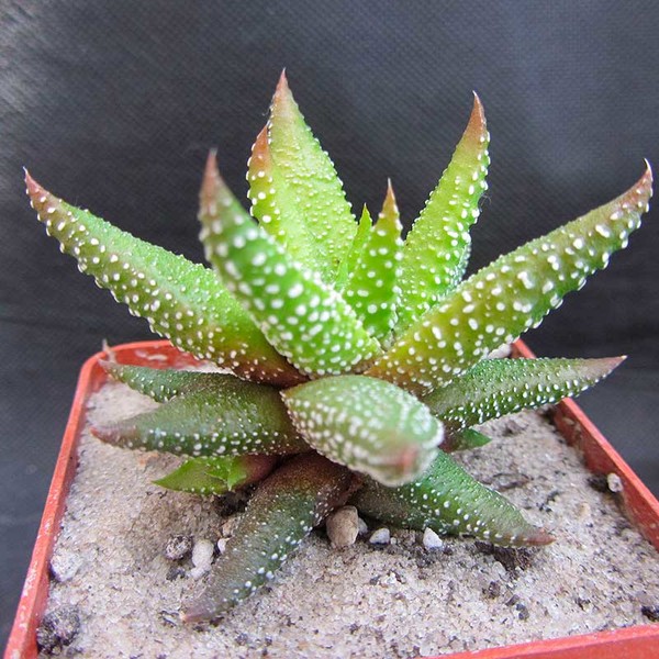 Комнатное растение Хавортия (Haworthia)