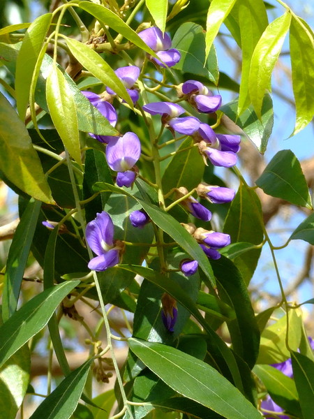 Болюсантус изящный, Африканская глициния  
Bolusanthus speciosus
Семейство: Бобовые / Стручковые / Мотыльковые (Faboideae / Leguminosae / Papilionaceae)
Происхождение: Южная Африка

