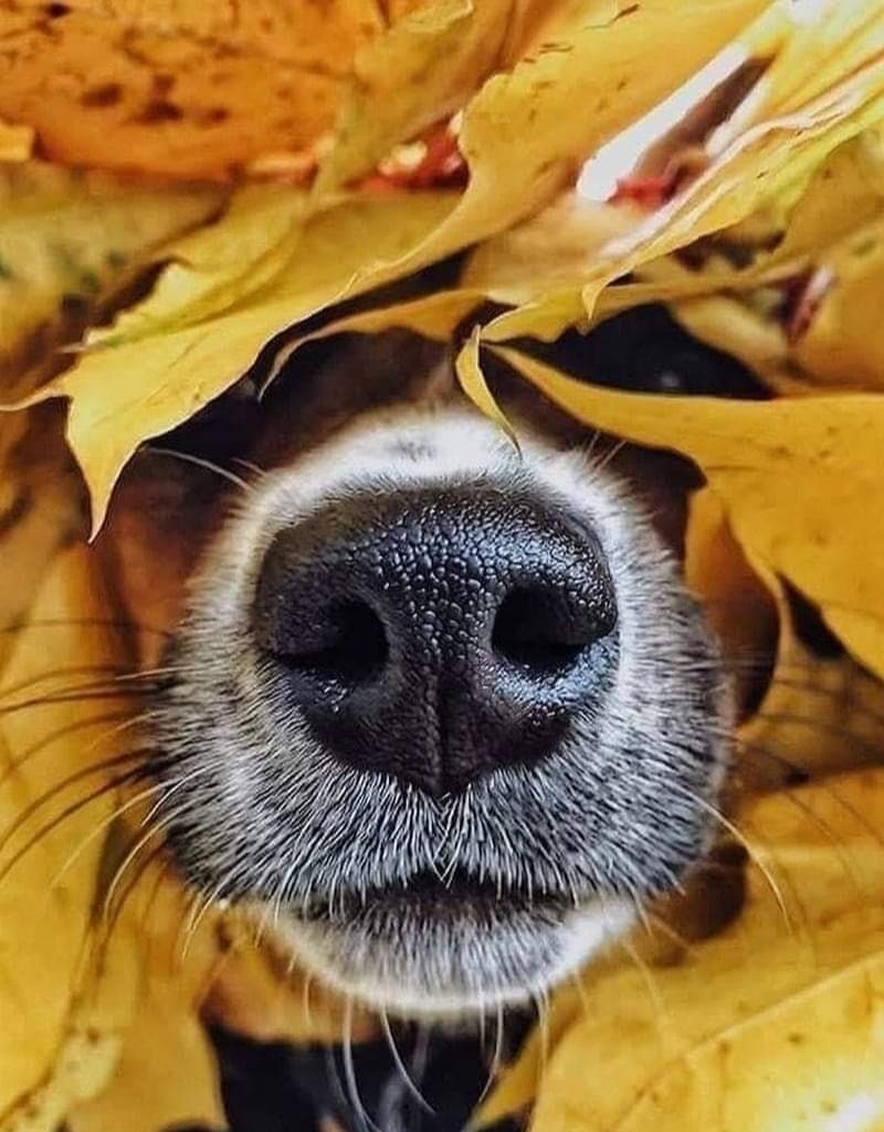 Осень на носу