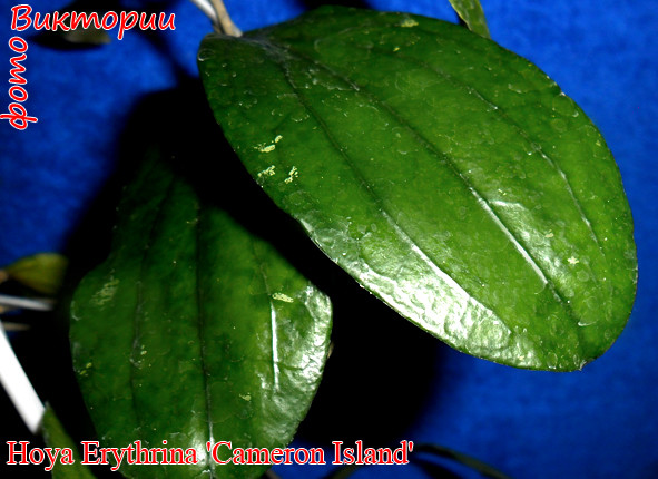 Хойя erythrina cameron island фото и описание